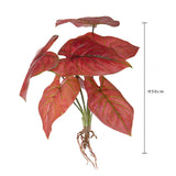 Caladium con 8 foglie •  50 cm