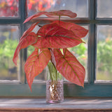 Caladium con 8 foglie •  50 cm