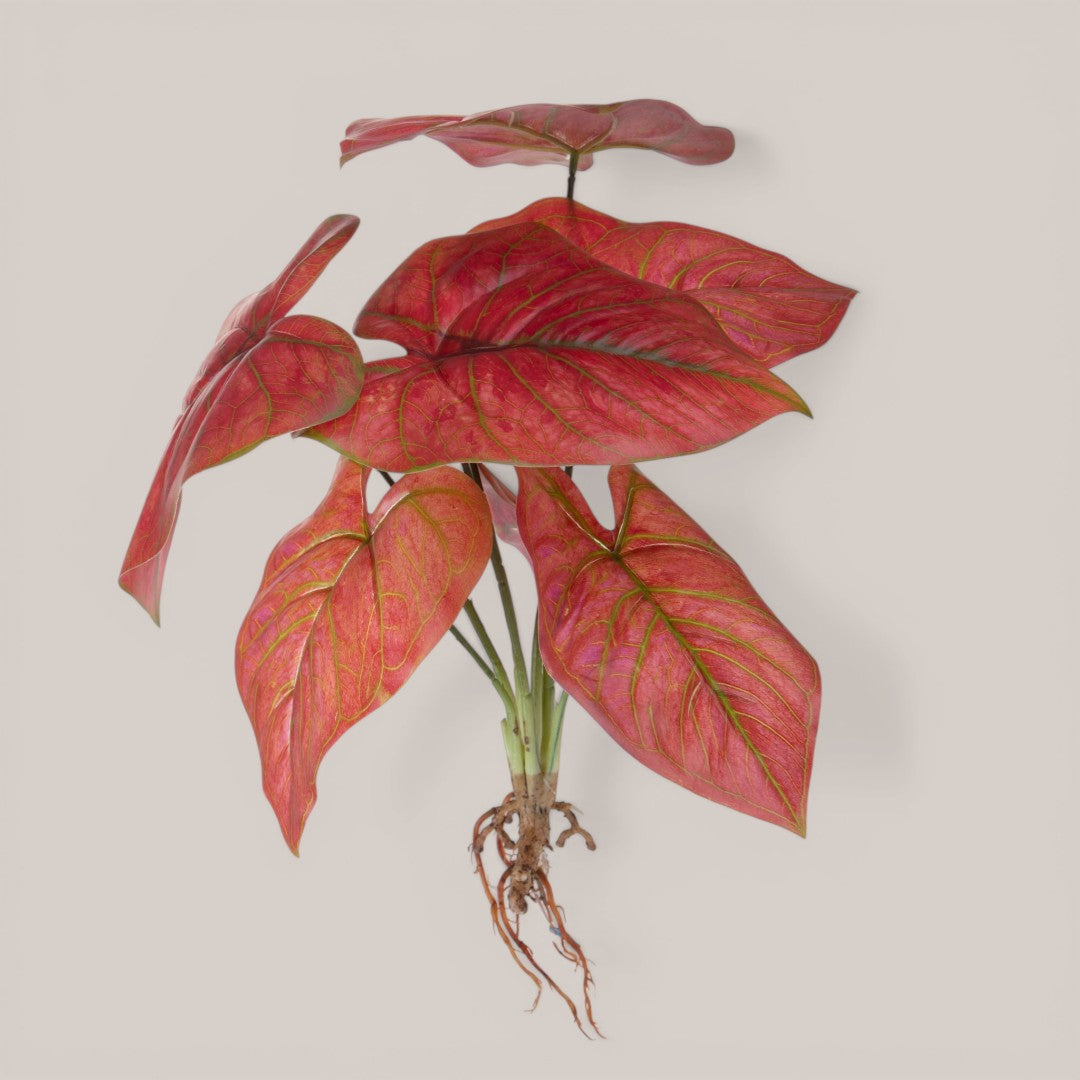 Caladium con 8 foglie •  50 cm