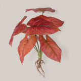 Caladium con 8 foglie •  50 cm