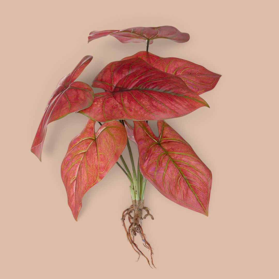 Caladium con 8 foglie •  50 cm
