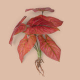 Caladium con 8 foglie •  50 cm