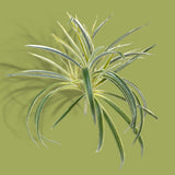 Phalangium artificiale •  30 cm