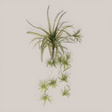 Phalangium 40 foglie • 88 cm