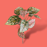 Syngonium con foglie Real Touch artificiale •  31 cm