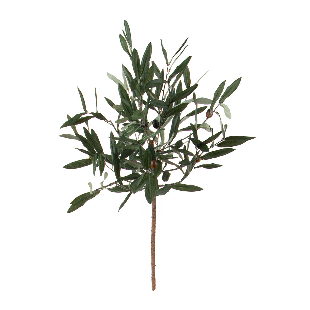 Pianta Olivo • 90 cm