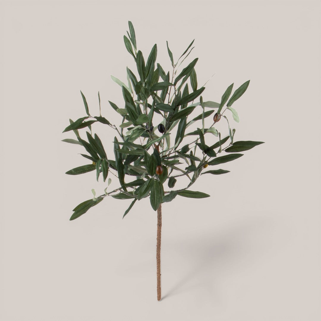 Pianta Olivo • 90 cm