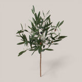 Pianta Olivo • 90 cm