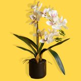 Fiore di Orchidea artificiale cymbidium 2 vaso • 50 cm