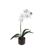 Fiore di Orchidea cymbidium vaso • 48 cm