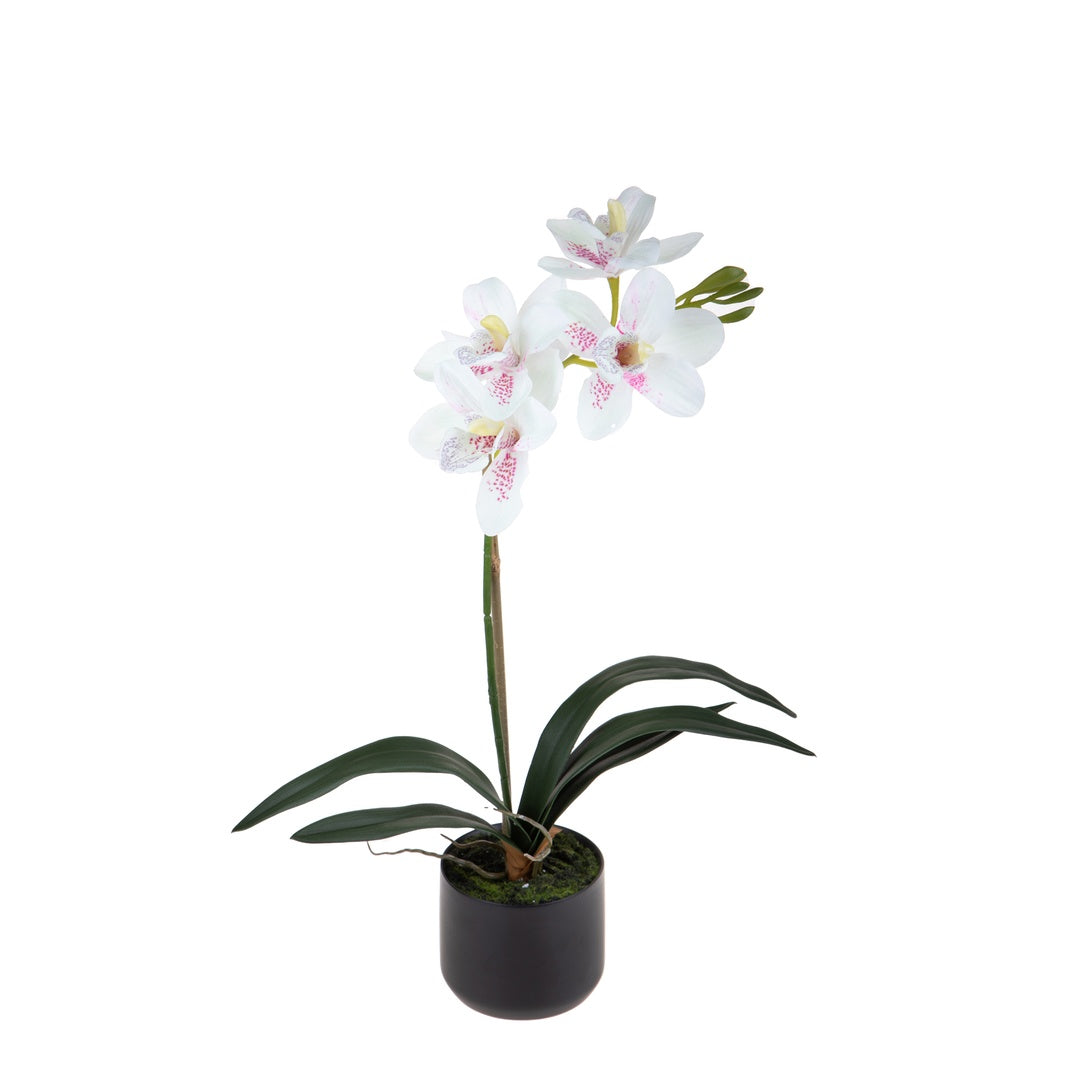 Fiore di Orchidea cymbidium vaso • 48 cm