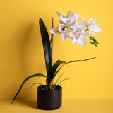 Fiore di Orchidea cymbidium vaso • 48 cm