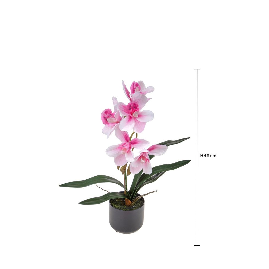 Fiore di Orchidea cymbidium vaso • 48 cm