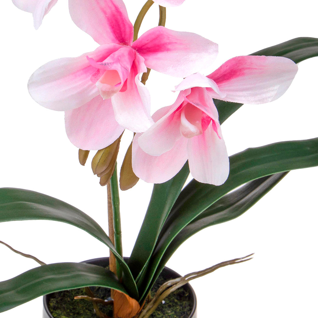 Fiore di Orchidea cymbidium vaso • 48 cm