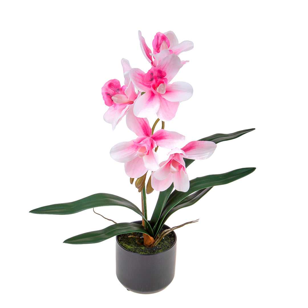 Fiore di Orchidea cymbidium vaso • 48 cm