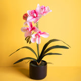 Fiore di Orchidea cymbidium vaso • 48 cm