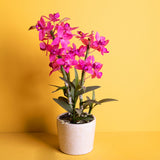 Fiore di Orchidea con vaso • 51 cm