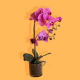 Pianta di orchidea artificiale phalaenopsis vaso • 48 cm