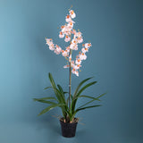 Orchidea artificiale oncidium con vaso • 40 cm