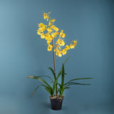 Orchidea artificiale oncidium con vaso • 40 cm