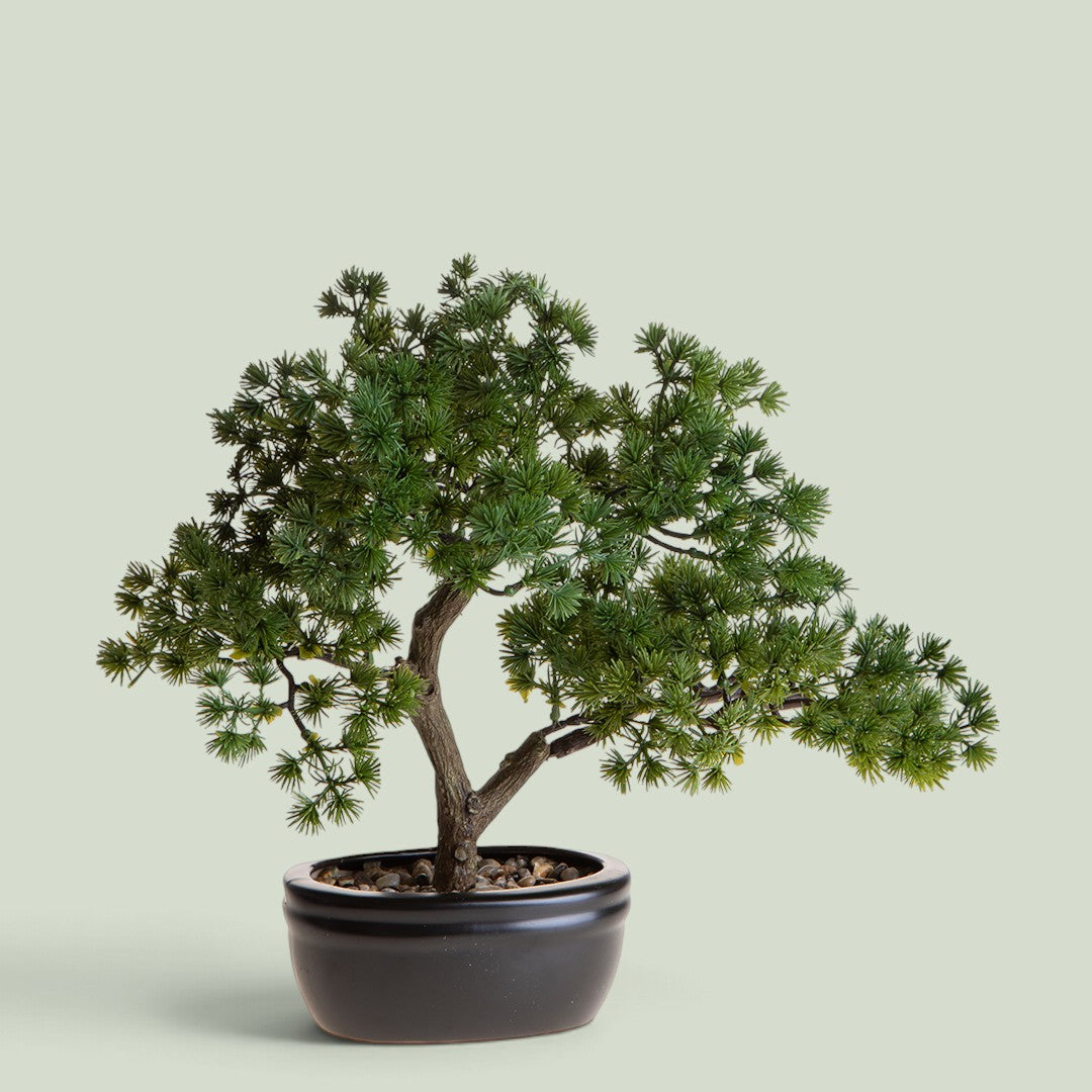 2 Pezzi • Bonsay Minipino In Vaso • 30 cm