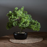 Bonsay Minipino In Vaso • 30 cm