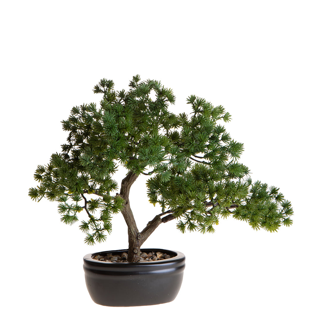 Bonsay Minipino In Vaso • 30 cm