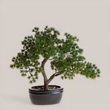 Bonsay Minipino In Vaso • 30 cm