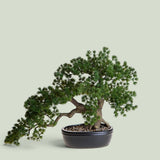2 Pezzi • Bonsay Minipino In Vaso • 36 cm