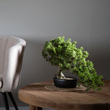 Bonsay Minipino In Vaso • 36 cm