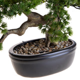 Bonsay Minipino In Vaso • 36 cm