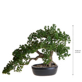 Bonsay Minipino In Vaso • 36 cm