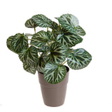 Vaso con Saxifraga per 25 • 30 cm