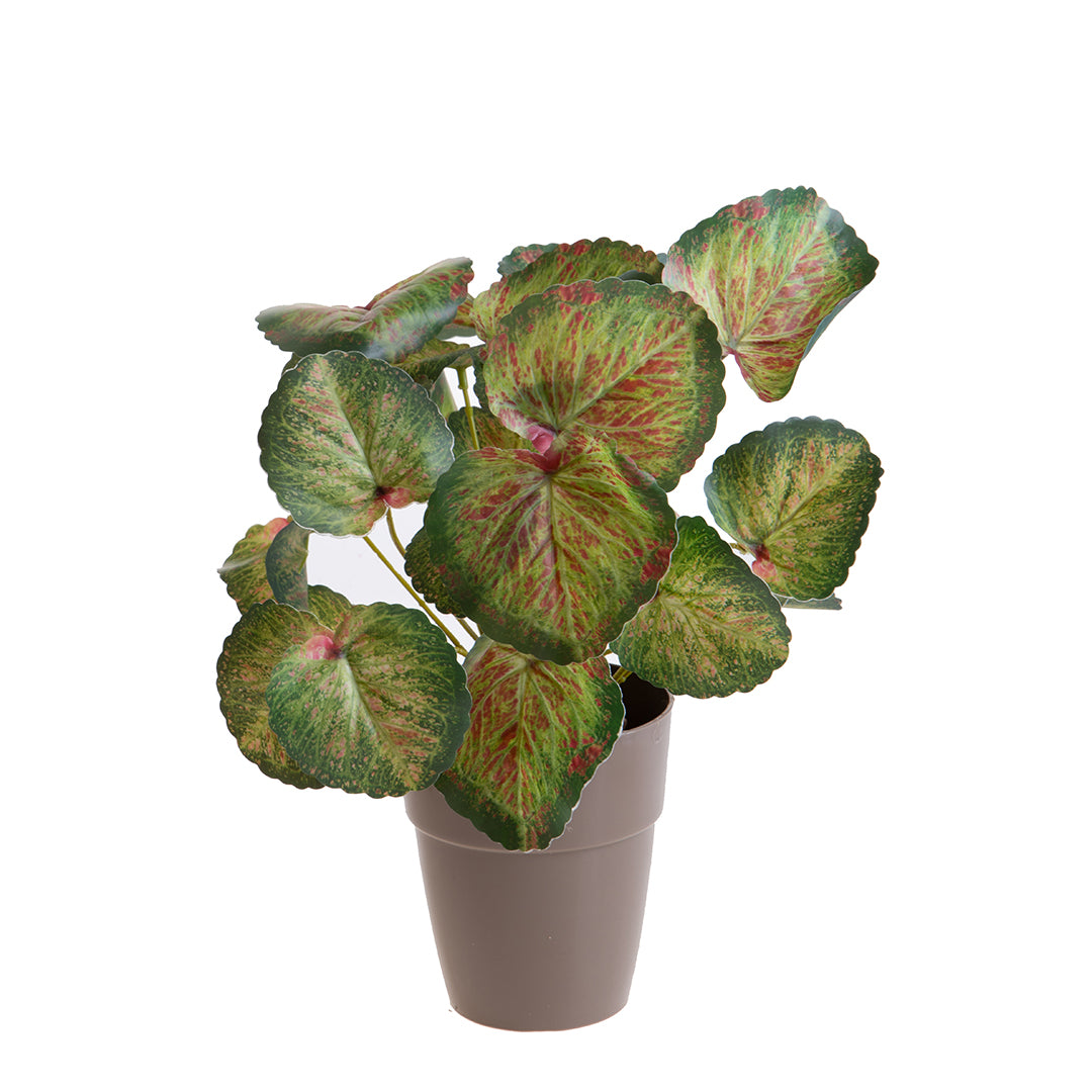 Vaso con Saxifraga per 25 • 30 cm