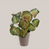 Vaso con Saxifraga per 25 • 30 cm