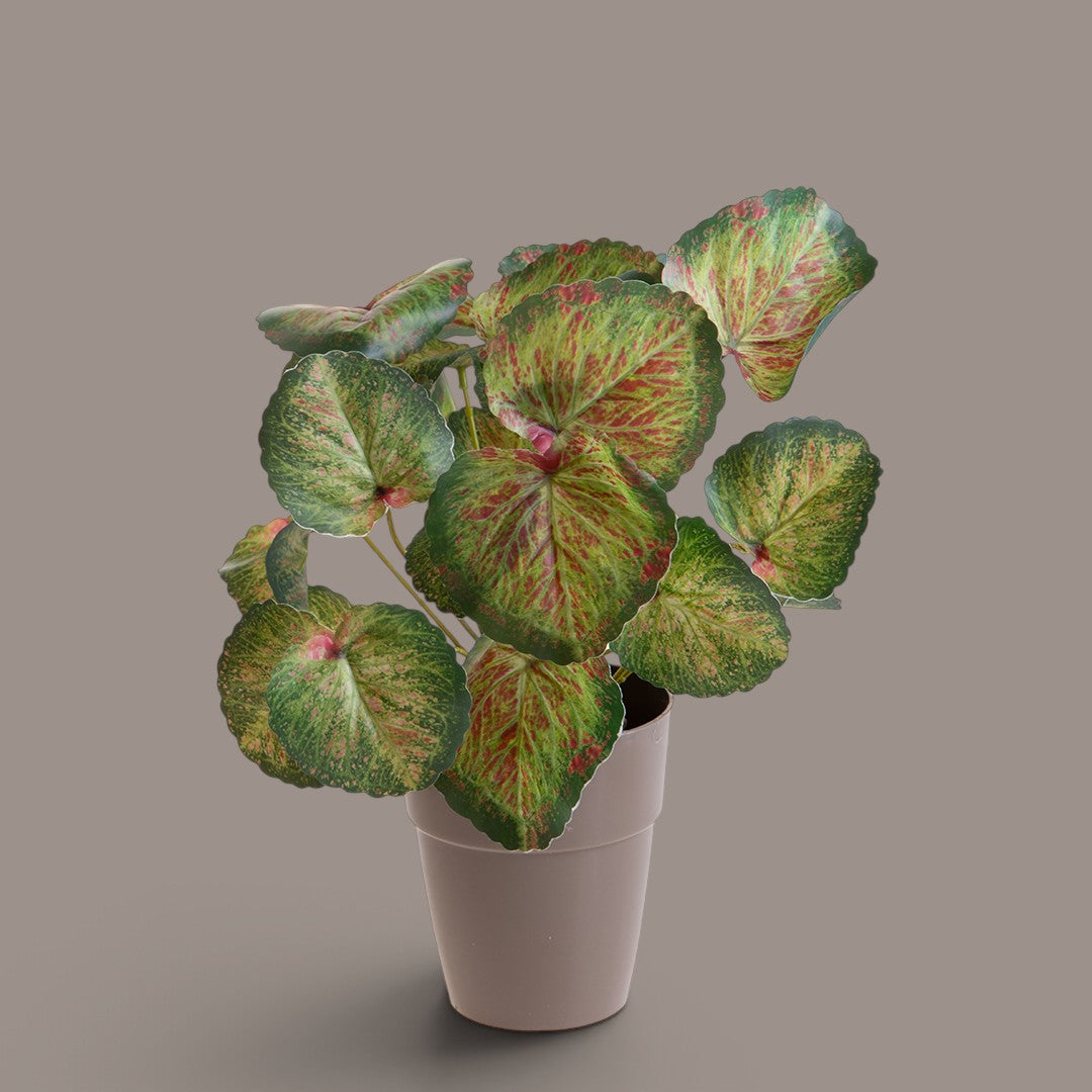 3 Pezzi • Vaso con Saxifraga per 25 • 30 cm
