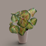 3 Pezzi • Vaso con Saxifraga per 25 • 30 cm