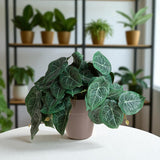 Vaso con Syngonium per 22 • 23 cm