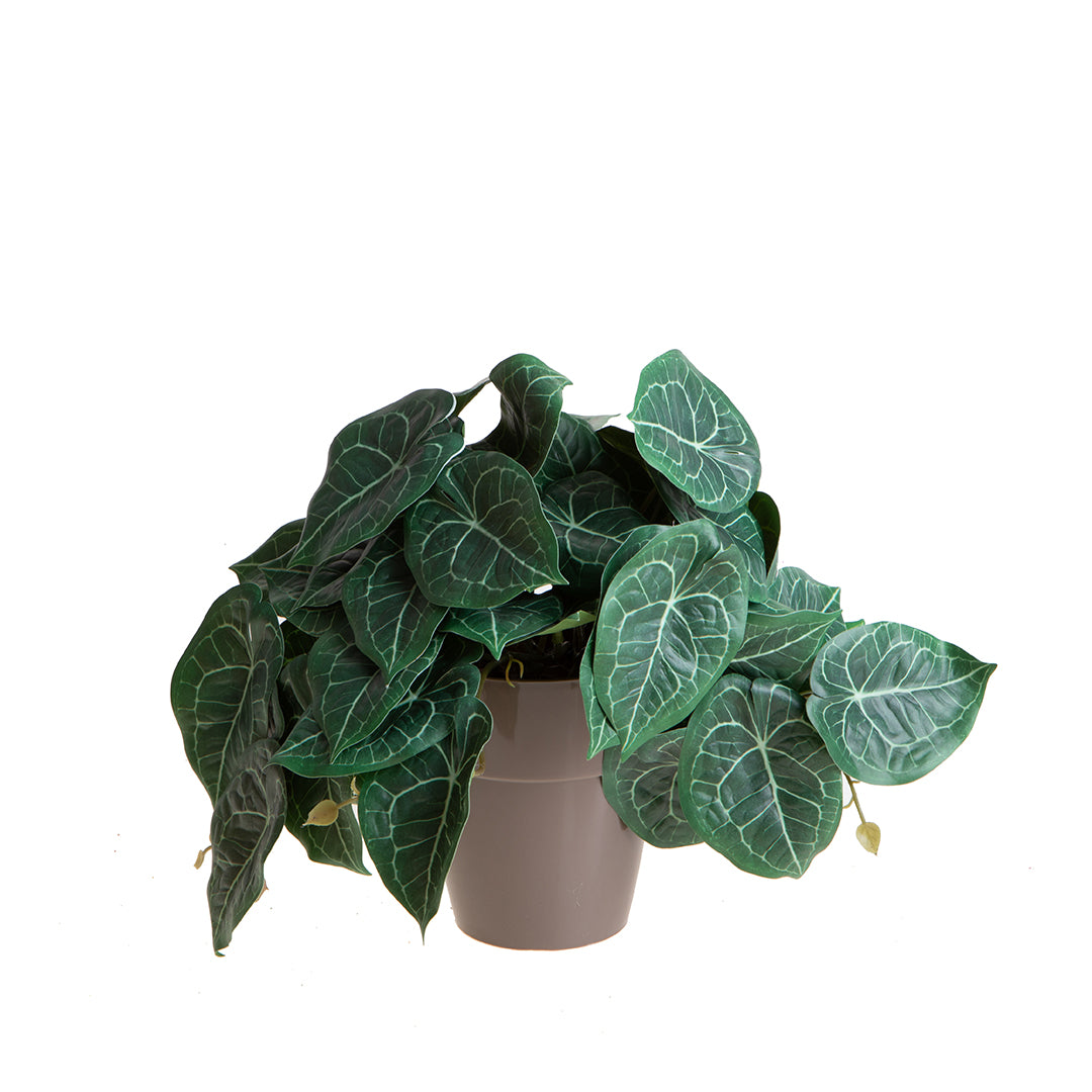 Vaso con Syngonium per 22 • 23 cm