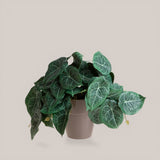 Vaso con Syngonium per 22 • 23 cm