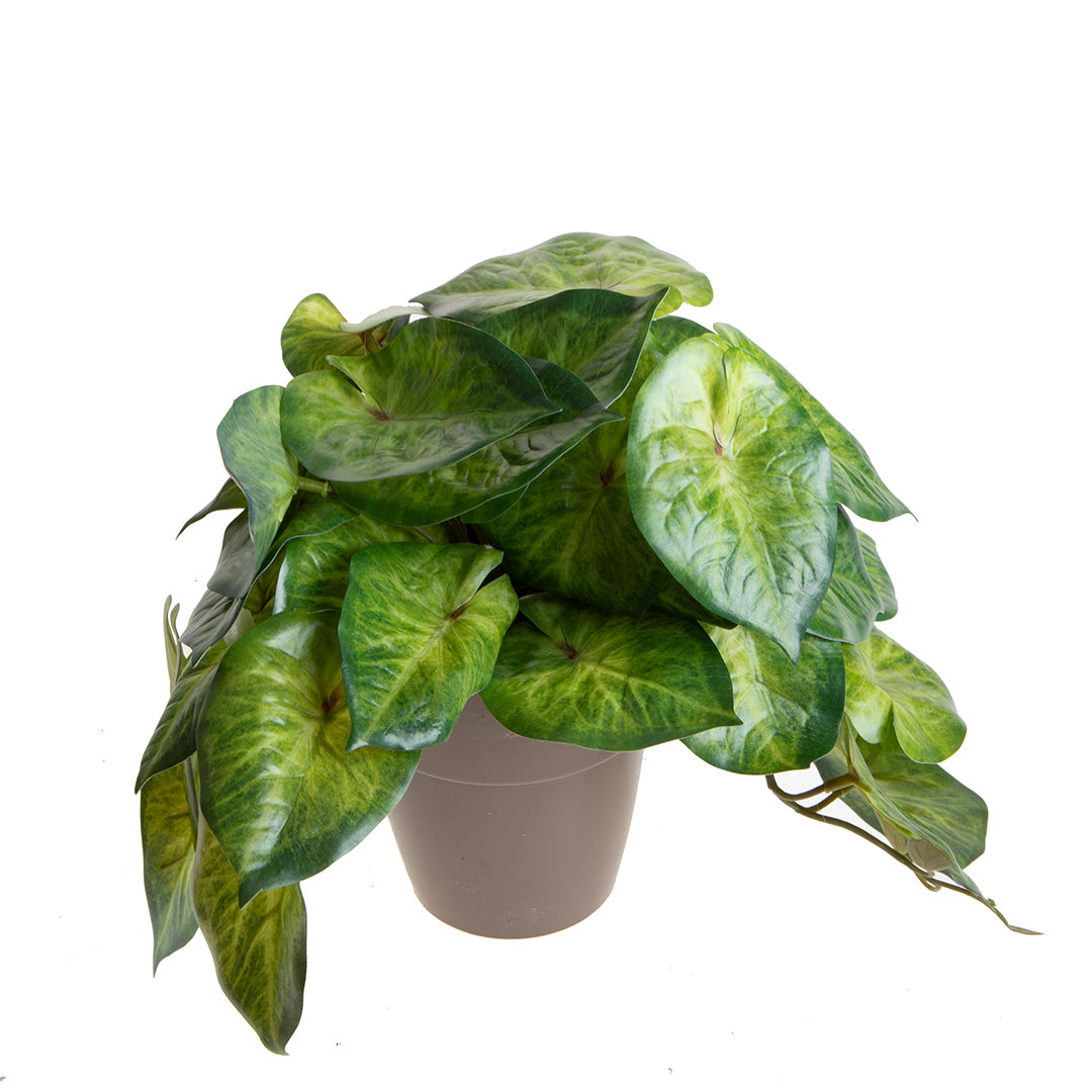 Vaso con Syngonium per 22 • 23 cm