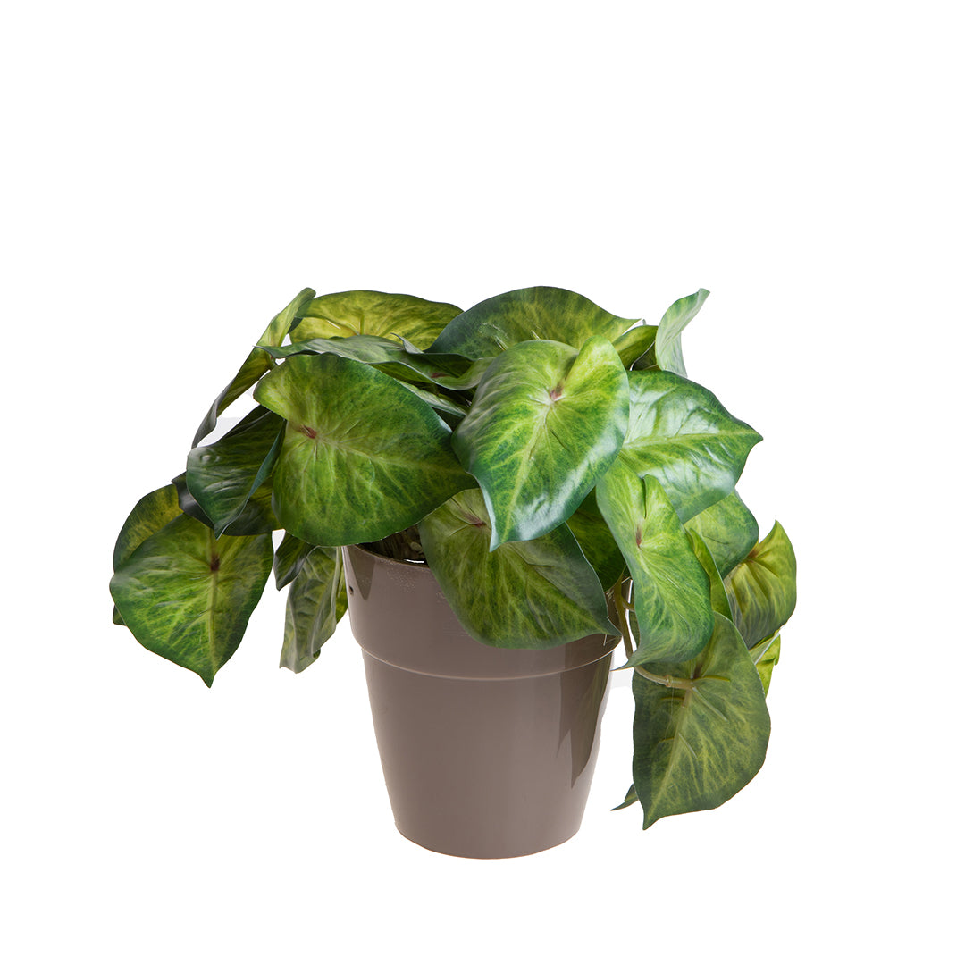 Vaso con Syngonium per 22 • 23 cm
