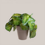 Vaso con Syngonium per 22 • 23 cm