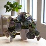 Vaso con Cadente Peperomia Gr/Purp