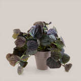 Vaso con Cadente Peperomia Gr/Purp