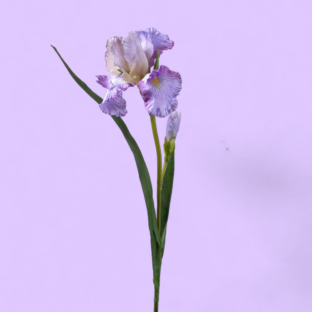 2 Pezzi • Giaggiolo Fiore • 95 cm