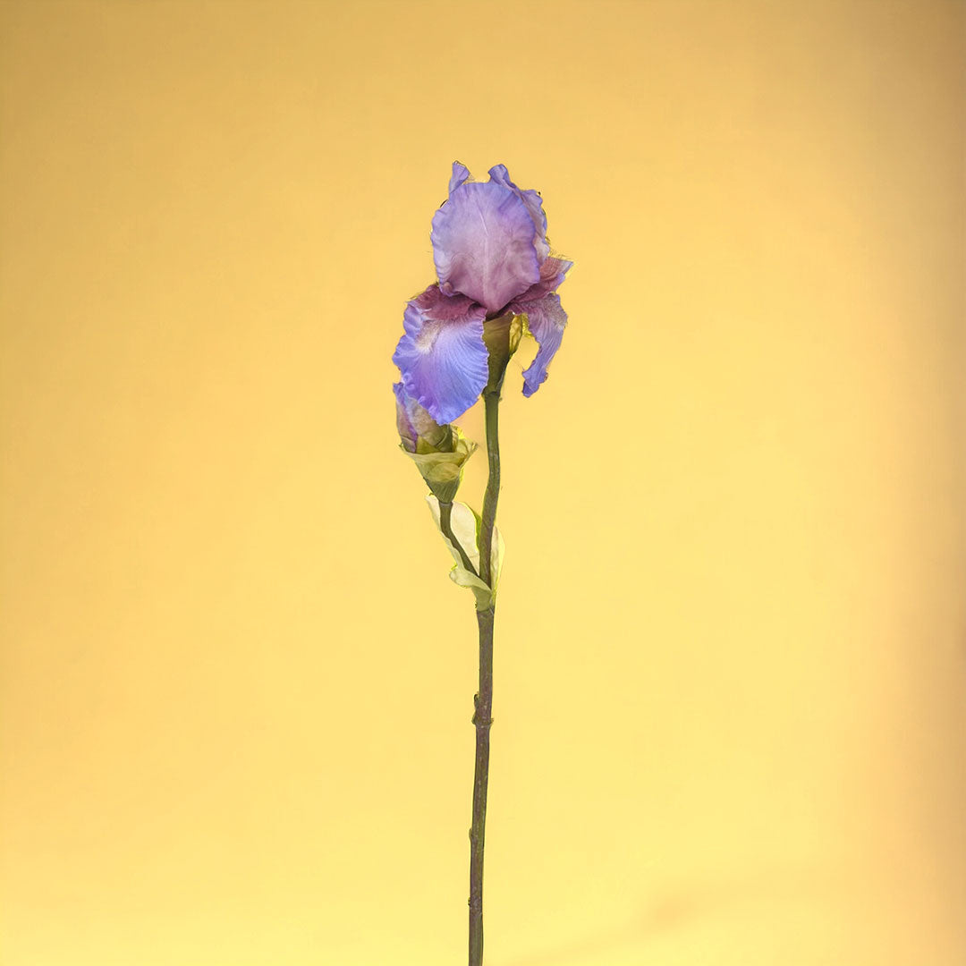 3 Pezzi • Fiore di Iris artificiale composto da 2 fiori • 84 cm