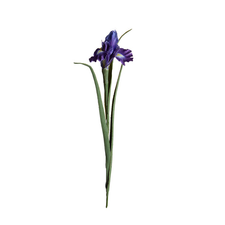 Iris Singolo • 70 cm