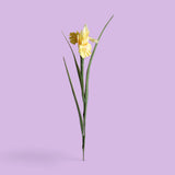 12 Pezzi • Iris Singolo • 70 cm