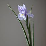 Iris Singolo • 70 cm